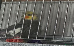 Cockatiels birds for sale: 2 male cockatiels - Image 5