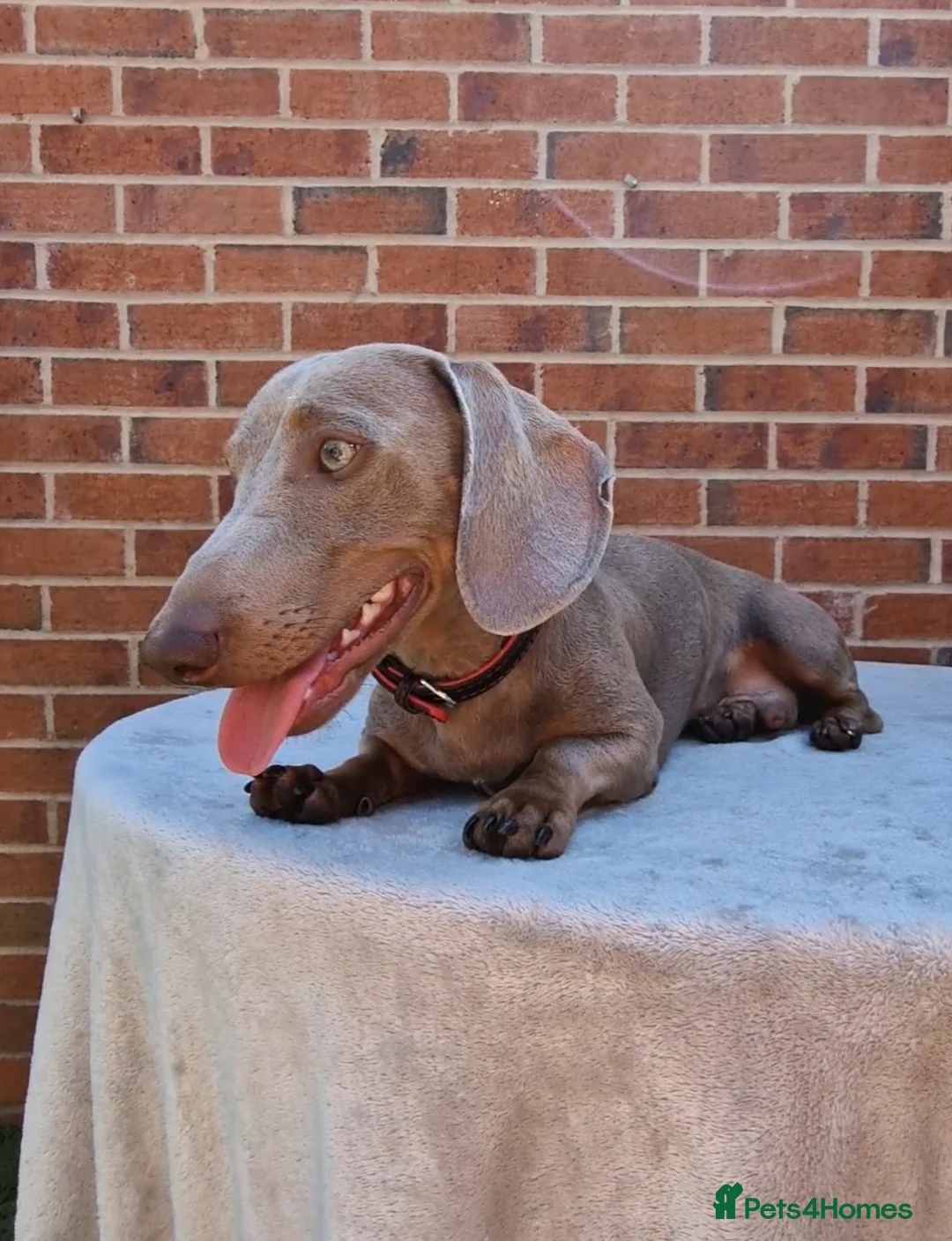 Miniature Dachshund dogs for stud: Romeo in Liverpool - Advert 7