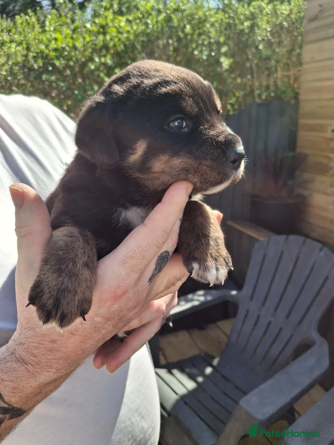 Mixed Breed dogs for sale: 5 Professional Sock Thieves Looking for New Victim - Advert 7