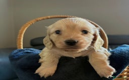 Miniature Dachshund dogs for sale: KC Cream Long Haired Miniature Dachshunds - Advert 3