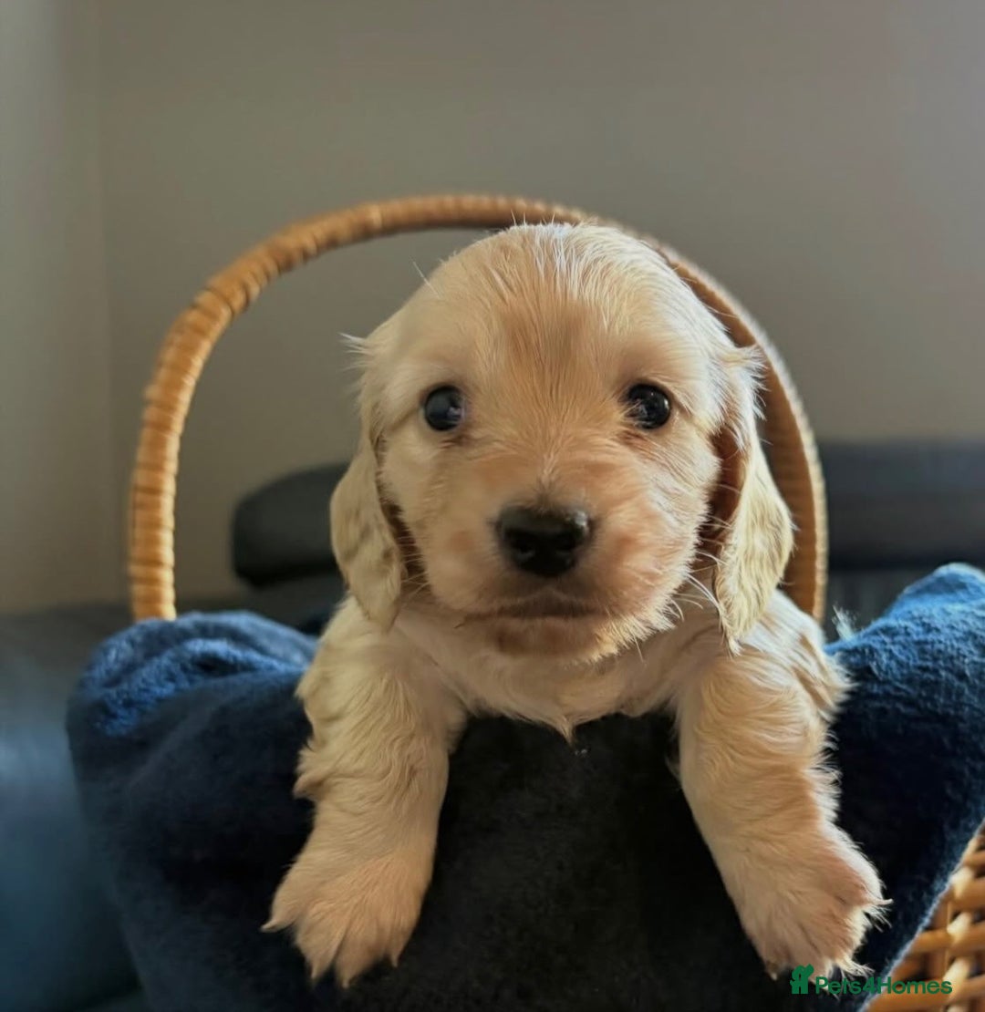 Miniature Dachshund dogs for sale: KC Cream Long Haired Miniature Dachshunds - Advert 3