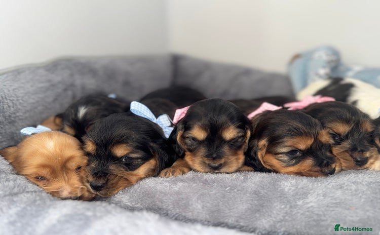 Cocker Spaniel dogs - Advert 2