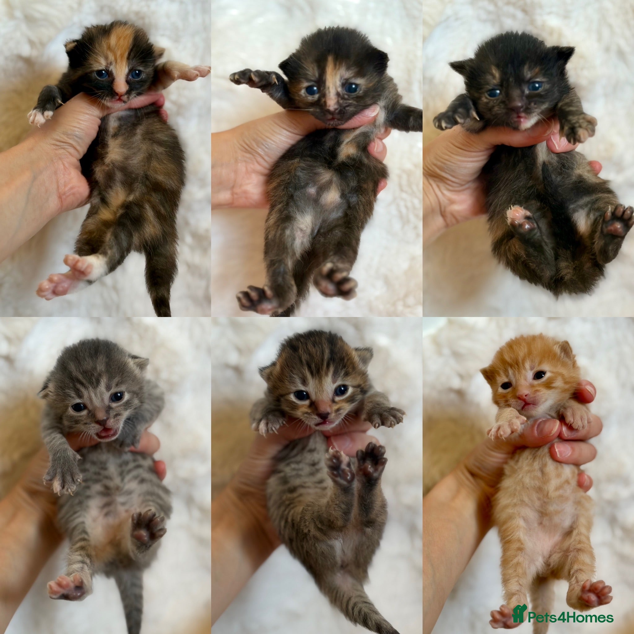 Mixed Breed cats Mixed breed kittens 🤎🩶🖤🧡 - Advert 8