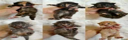 Mixed Breed cats for sale: Mixed breed kittens 🤎🩶🖤🧡 - Advert 1