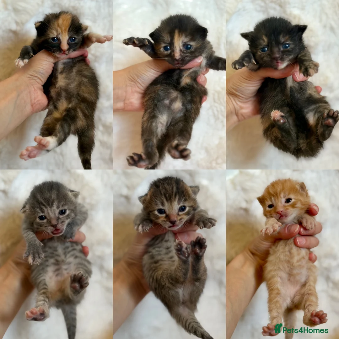 Mixed Breed cats for sale: Mixed breed kittens 🤎🩶🖤🧡 - Advert 1