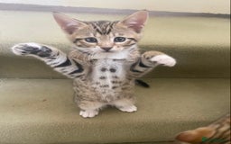 Bengal cats for sale: 3 BengalX kittens  - Image 13