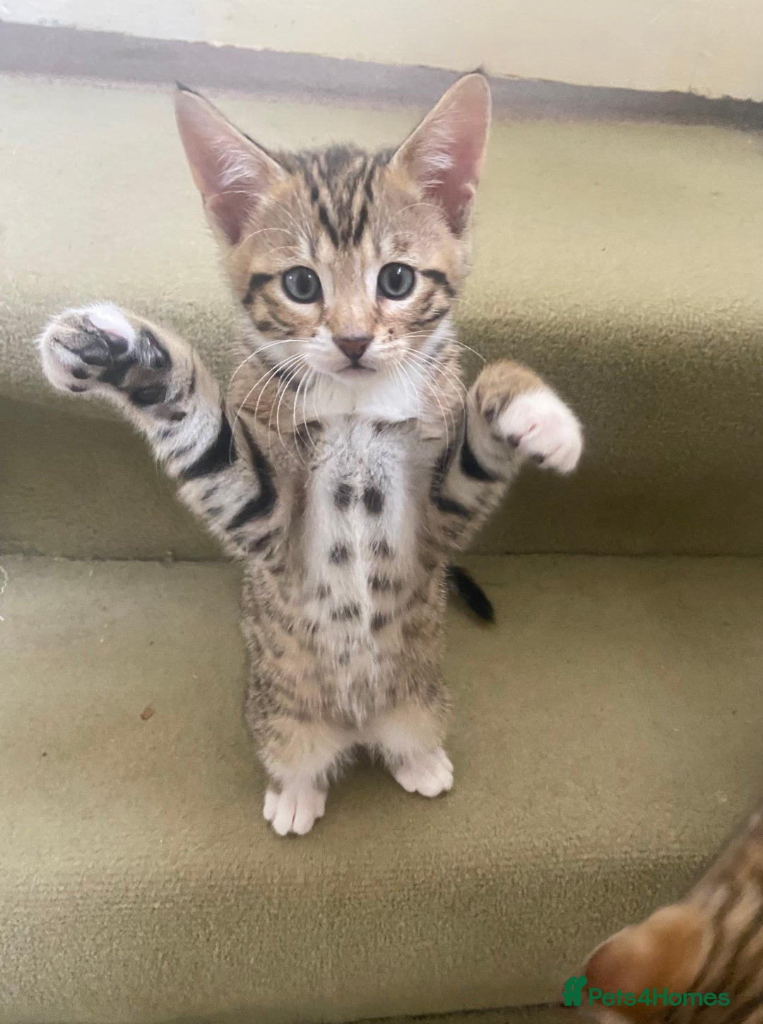Bengal cats for sale: 3 BengalX kittens  - Image 13