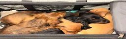 Miniature Dachshund dogs for sale: READY TO GO 🐾 Beautiful Mini Dachshund  - Advert 3