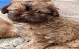 Shih Tzu dogs for sale: Shih Tzu Coloured Pups Standard x Imperial  - Image 11