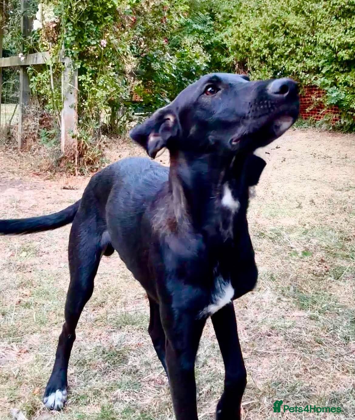 Mixed Breed dogs Colin- stunning 7 mth old Lab x Pointer - Advert 2