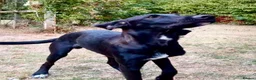 Mixed Breed dogs for adoption: Colin- stunning 7 mth old Lab x Pointer - Advert 1