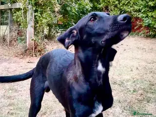 Mixed Breed dogs Colin- stunning 7 mth old Lab x Pointer - Advert 2