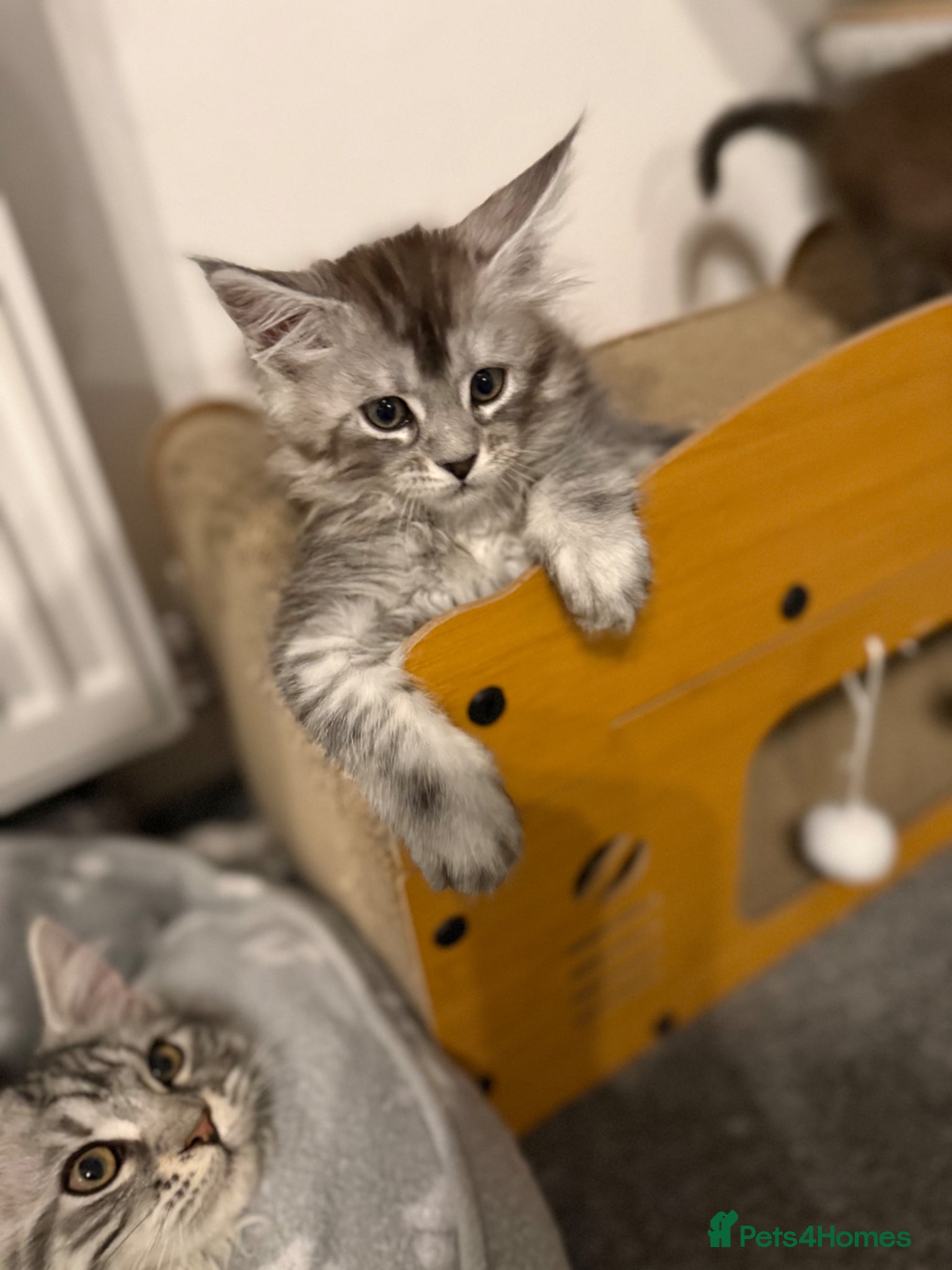 Maine Coon cats GCCF registered Black/Silver Tabby Female Kitten - Advert 4