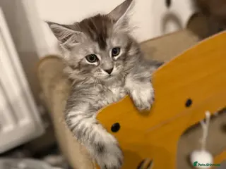 Maine Coon cats GCCF registered Black/Silver Tabby Female Kitten - Advert 4