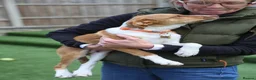 Mixed Breed dogs for adoption: Little Lad Loxy in Hook - Advert 4
