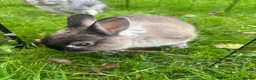 Netherland Dwarf rabbits for sale: Wilf  - Advert 3