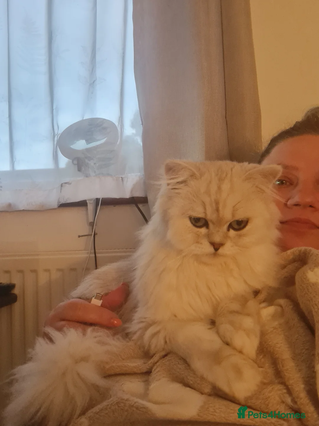 Persian cats for stud: Stunning Persian Silvertip Chinchilla for Stud in Bedford - Advert 7