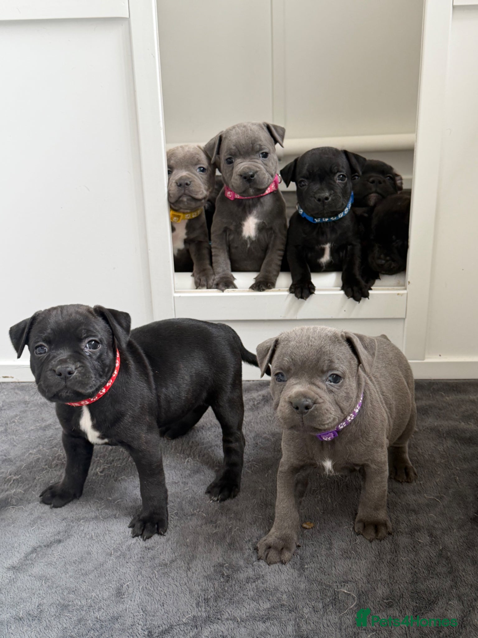 Staffordshire Bull Terrier dogs for sale: 🏅🏆 GRAND CHAMPION YOSHI SIRED STAFFY BOYS - Advert 1