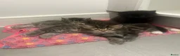 Persian cats for sale: Half Persian Half Long hair Kittens.  - Advert 7