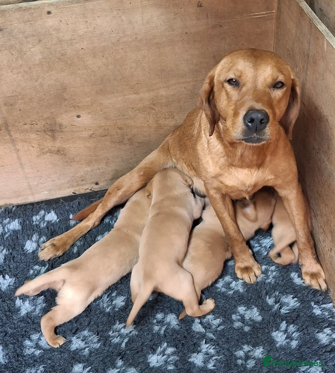 Labrador Retriever dogs for sale: KC Registered Fox Red Labrador Pups - Advert 7