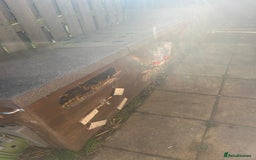 Mixed Breed rabbits for sale: Bonded family of rabbits - Image 8