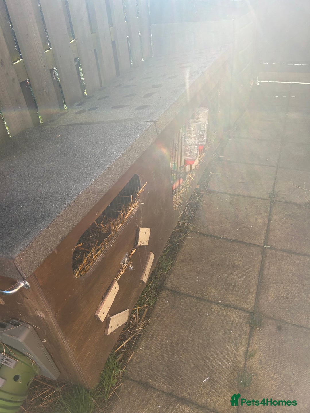 Mixed Breed rabbits for sale: Bonded family of rabbits - Image 8