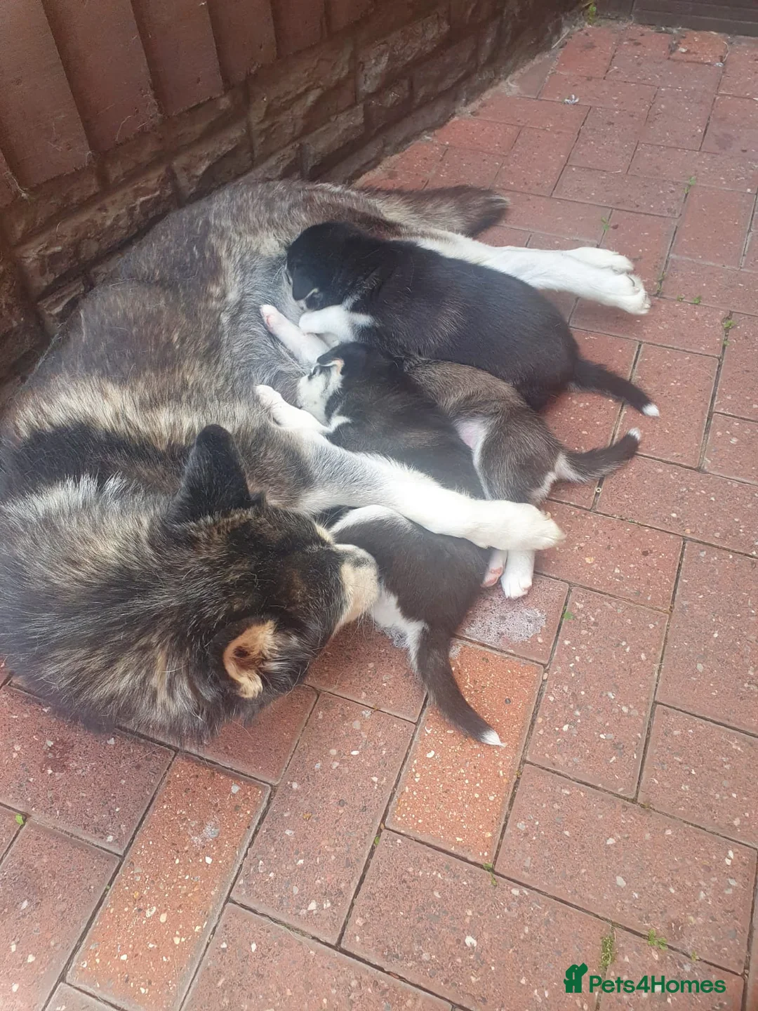 Siberian Husky dogs for stud: 🐺Lucky🐺 in Birmingham - Advert 11