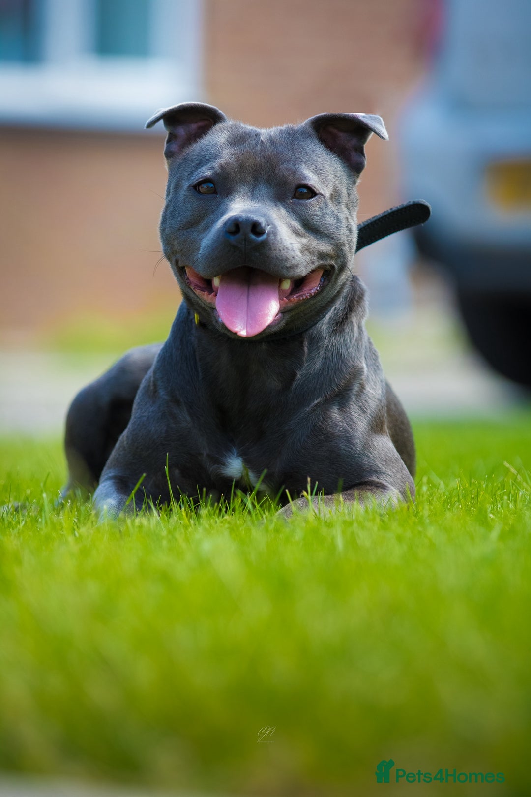 Staffordshire Bull Terrier dogs for sale: Quality Staffordshire Bull Terriers  - Image 21