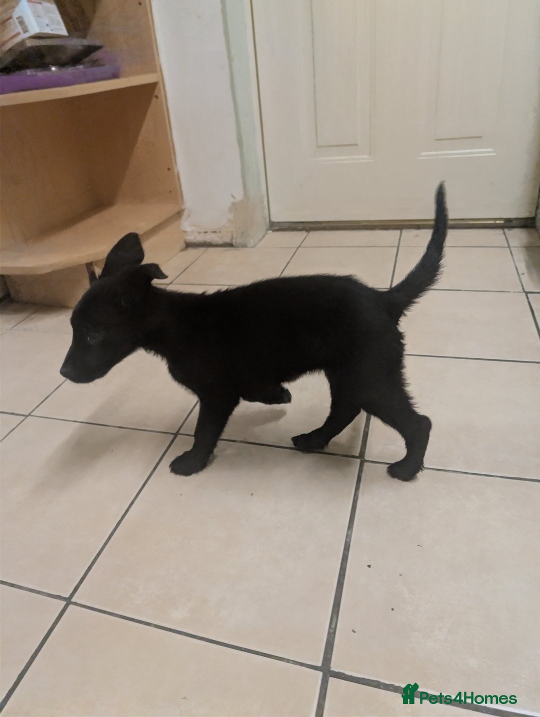 Mixed Breed dogs for sale: Cane corso x German shepherd pups  - Advert 3