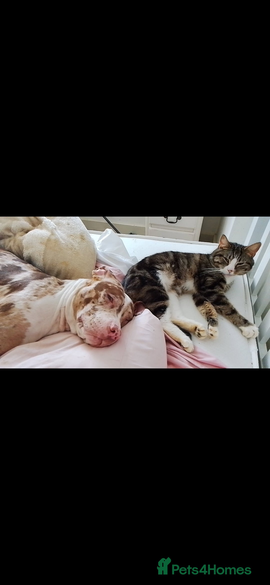 Mixed Breed cats for sale: Two cats looking for new loving homes   - Image 2