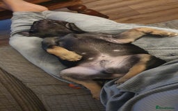 French Bulldog dogs for sale: 1 Black Male French Bulldog - Advert 3