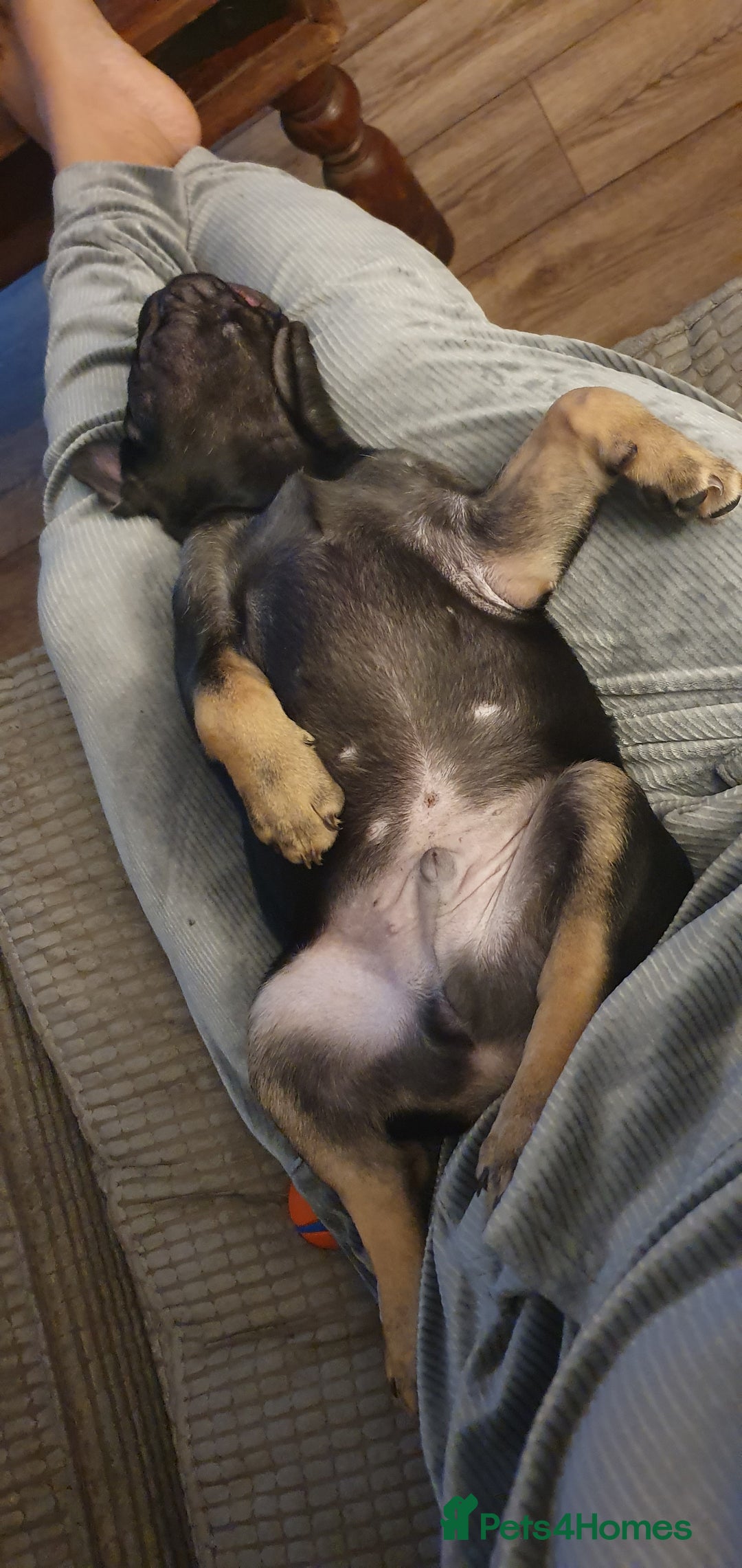 French Bulldog dogs for sale: 1 Black Male French Bulldog - Advert 3