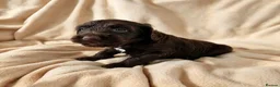Cockapoo dogs for sale: Lovely chocolate Cockapoo puppies F2 - Advert 6
