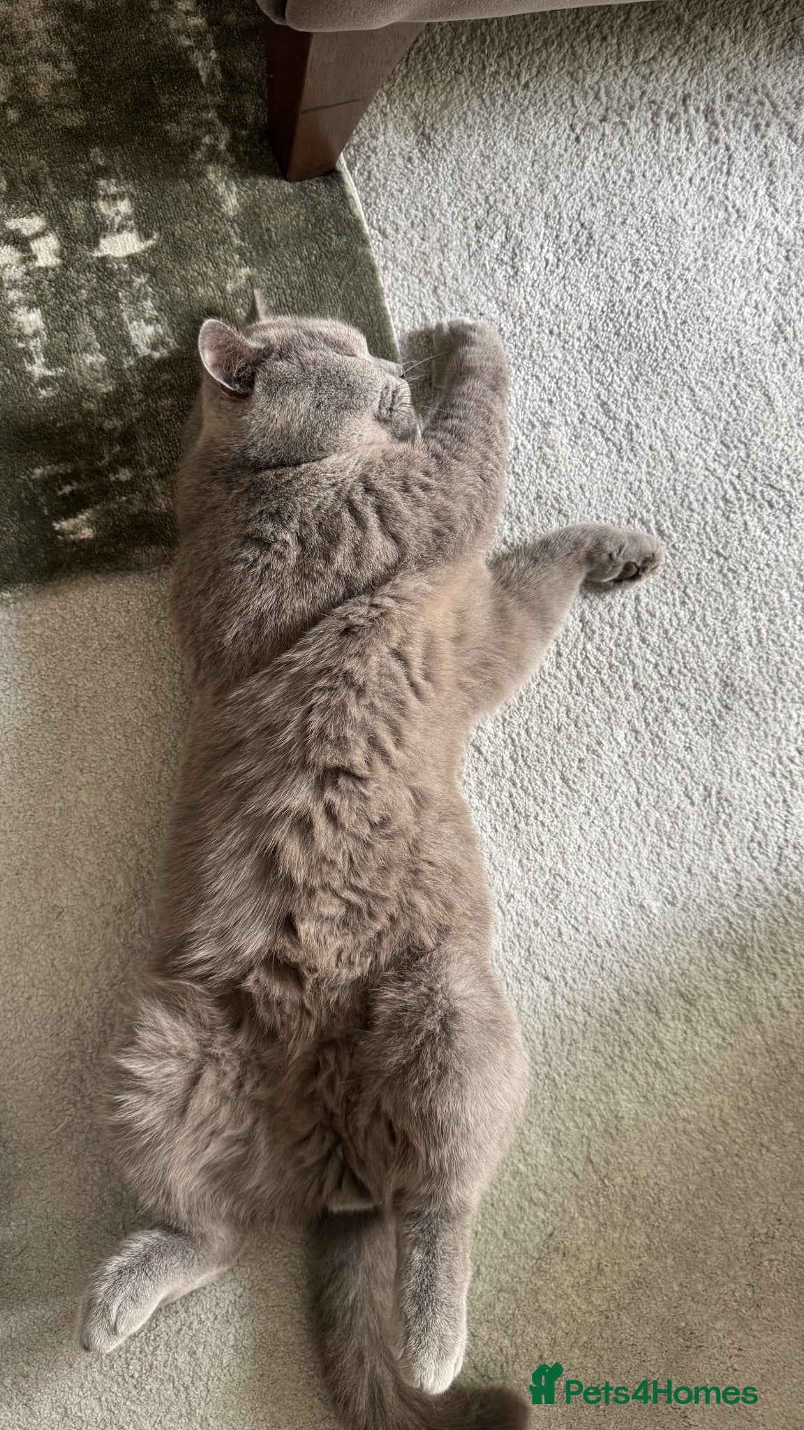 British Shorthair cats Beautiful adult british shorthair  - Advert 15