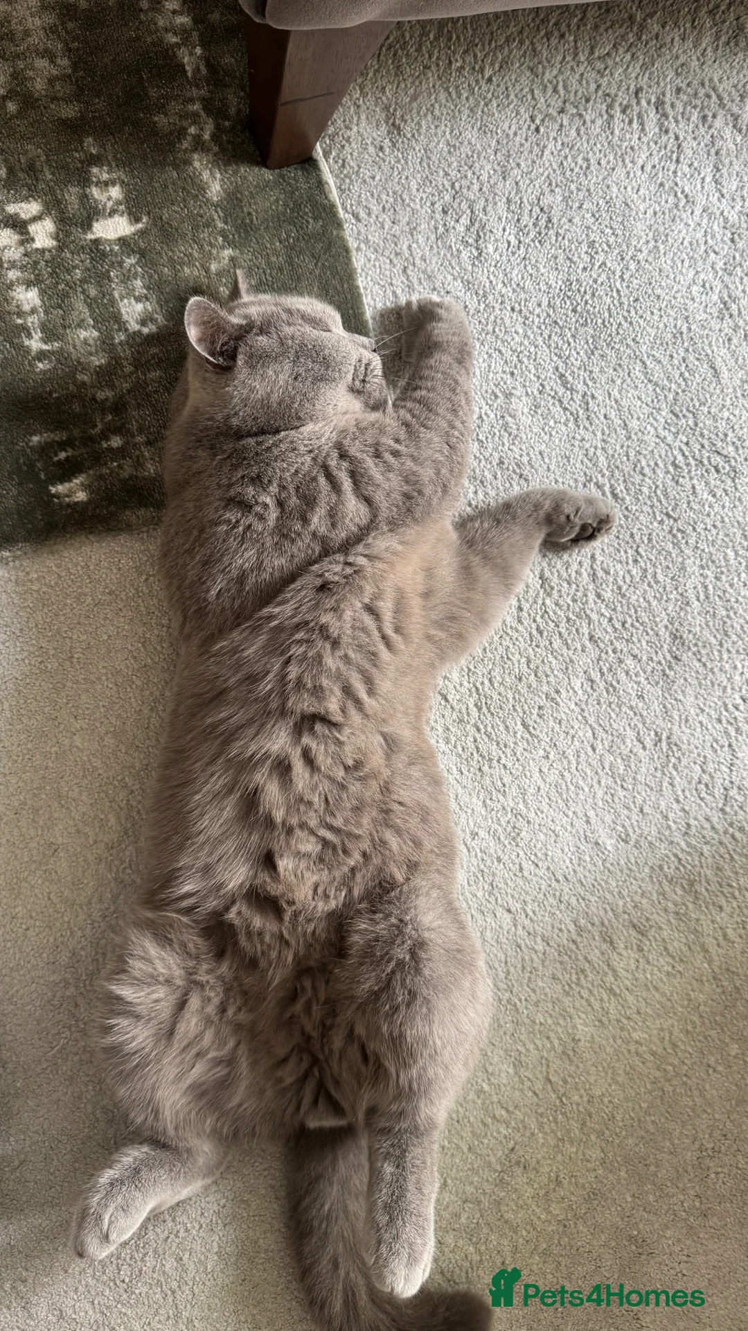 British Shorthair cats for sale: Beautiful adult british shorthair  - Advert 1