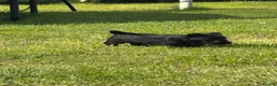 Scottish Terrier dogs for sale: Scottish terrier pups KC registered  - Advert 14