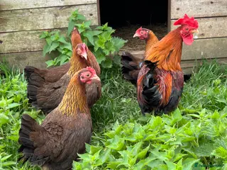 Chickens poultry Welsummer Bantams - Advert 14