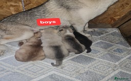 Siberian Husky dogs for sale: 6 siberian husky  - Advert 5