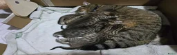 Mixed Breed cats for sale: British Shorthair mix kittens  - Advert 3
