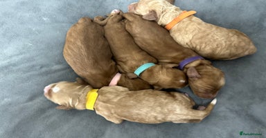 Goldendoodle dogs - Advert 1