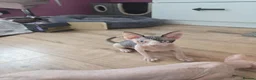 Sphynx cats for sale: Blue eyes Sphynx kitten TICA & GCCF show cats  - Advert 16