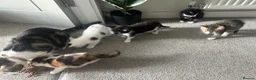 Domestic Shorthair cats for sale: Lovely kittens  - Advert 15
