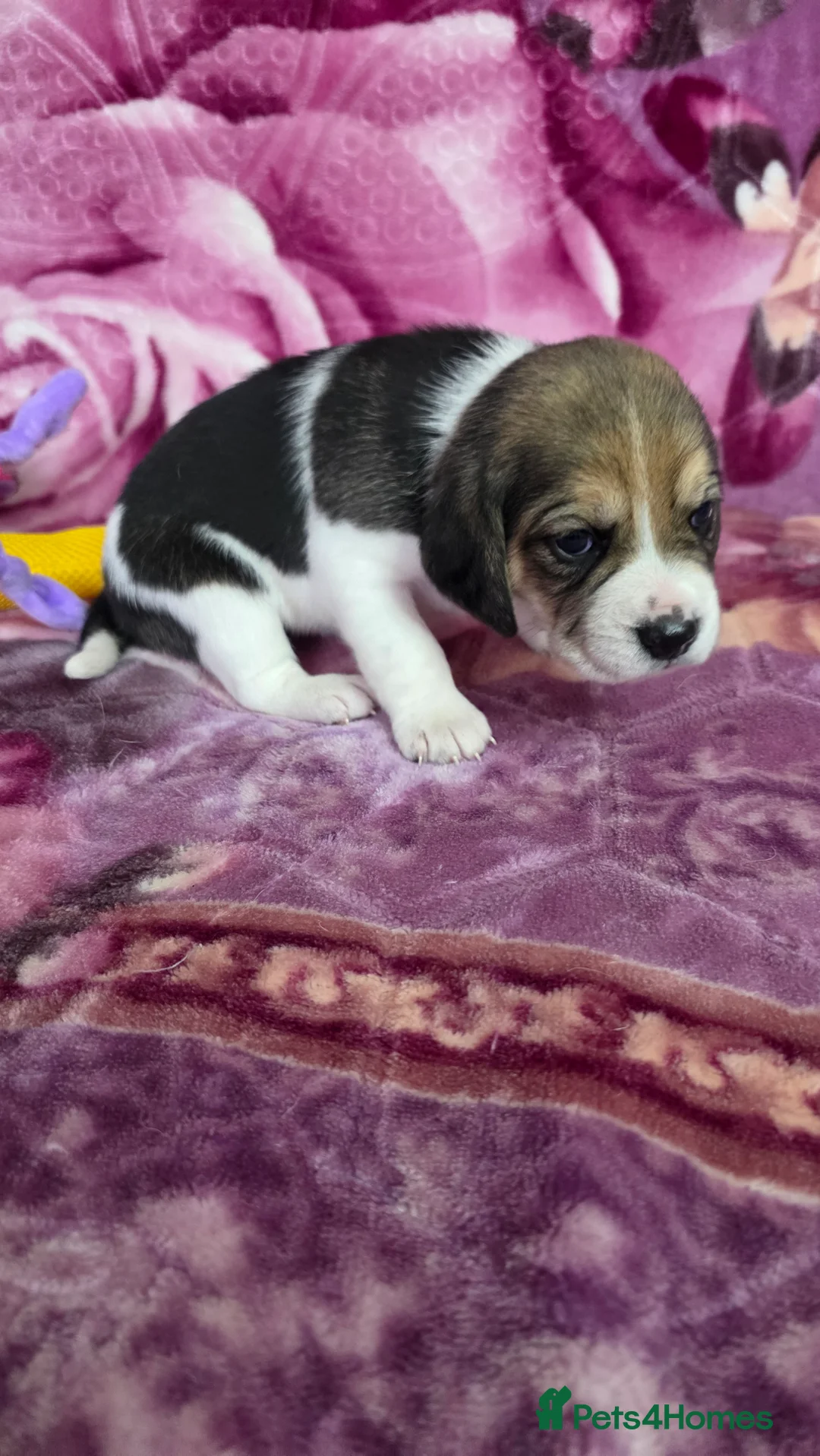 Beagle dogs for sale: Beautiful Beagle puppies looking for loving homes - Advert 17