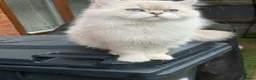 Scottish Fold cats for stud: Stunning Scottish Straight Longhair Golden Point  - Advert 3