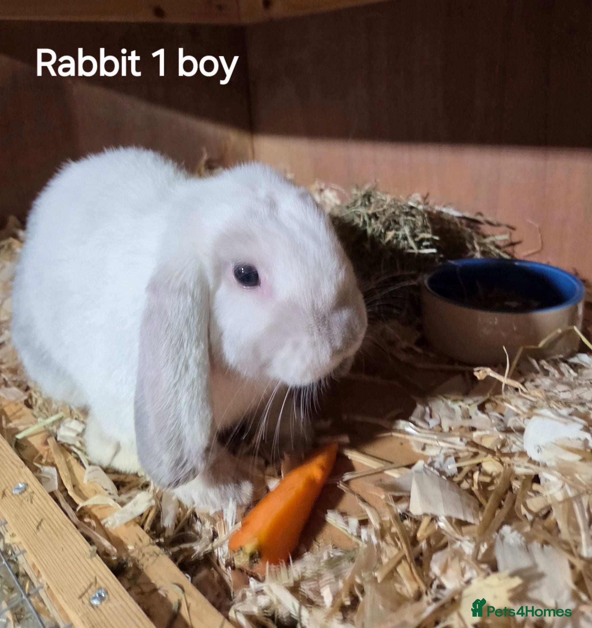 Mini Lop rabbits Mini lops forsale mixed sex - Advert 1