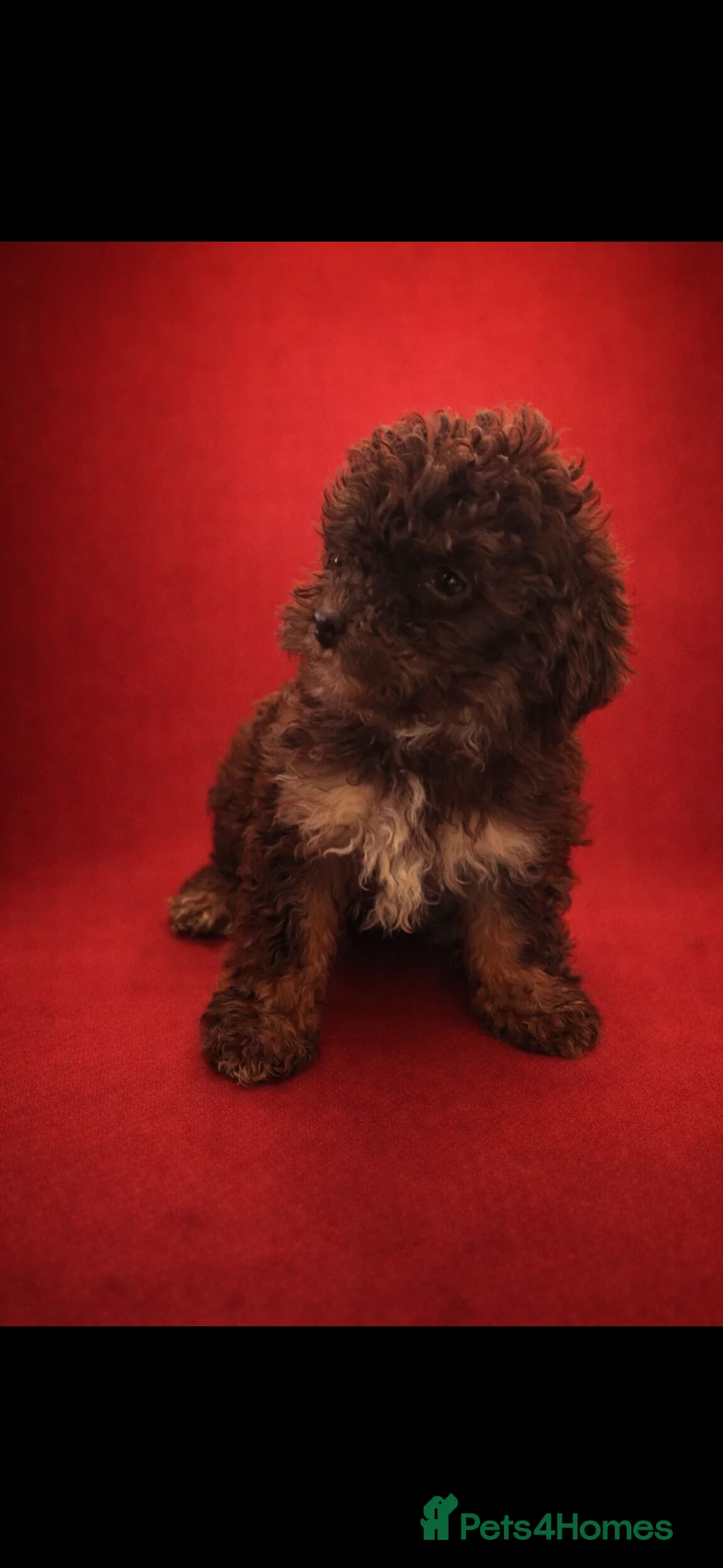 Cockapoo dogs for sale: Stunning  chocolate cockapoo puppies - Advert 4
