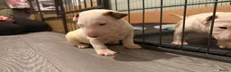 English Bull Terrier dogs for sale: English bull terriers 5 girls  - Advert 11
