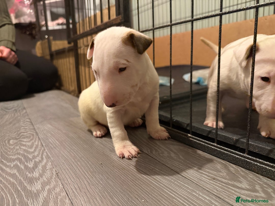 English Bull Terrier dogs for sale: English bull terriers 5 girls  - Advert 11