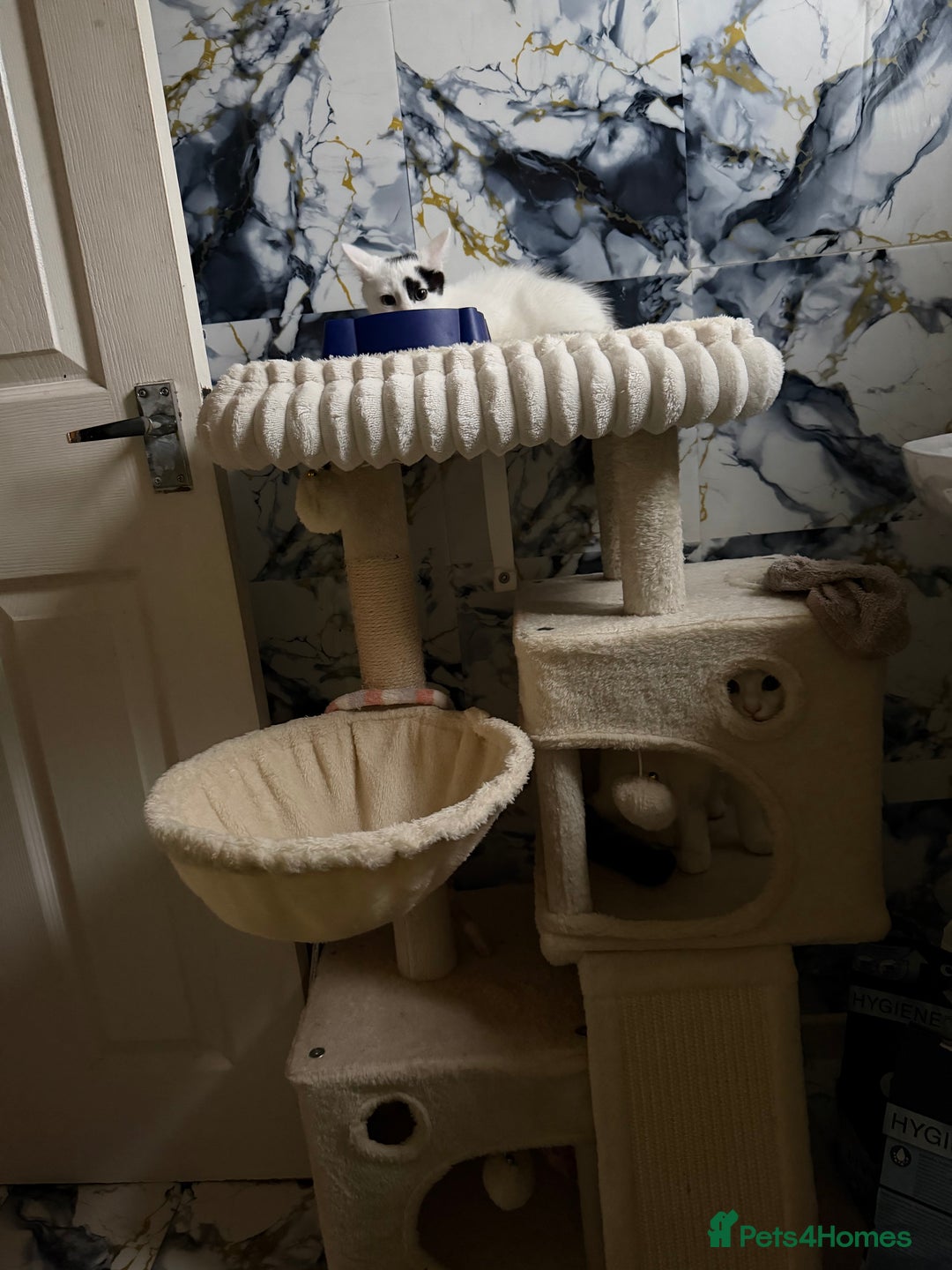 British Shorthair cats for sale: Patch  - Advert 5