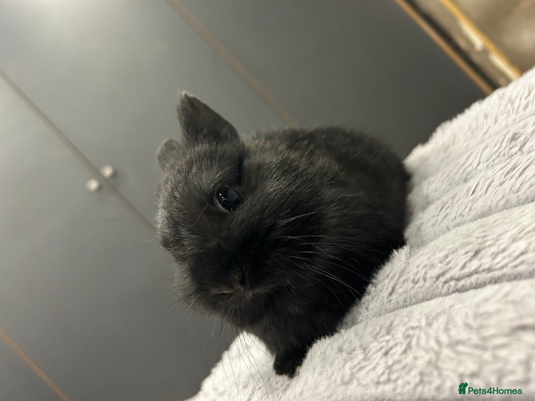 Netherland Dwarf rabbits for sale: Baby Netherland dwarfs  - Advert 12
